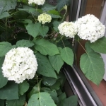 IMG_0018.jpg